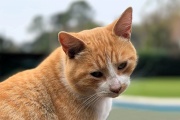 Un gato dio positivo a rabia en Salliqueló