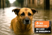 Animales de compañía, una población vulnerable en las inundaciones
