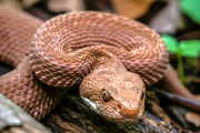 Animales ponzoñosos: cada año se producen unos 470.000 ataques en la región de las Américas