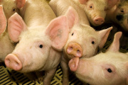 Recomendaciones del Senasa para garantizar la sanidad en la producción porcina