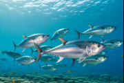 Publican un informe sobre las poblaciones de peces marinos a nivel mundial