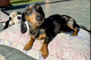 Celebración, responsabilidad y el valor multidimensional del vínculo canino