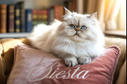 Inteligencia, sensibilidad y misterio: el gato como compañero de vida