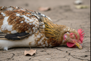 Nuevo caso positivo de influenza aviar en aves de traspatio
