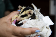 Atención clínica y rehabilitación de fauna silvestre en la Reserva Ecológica Costanera Sur