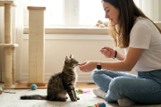 Entrenamiento en gatos: lanzan kit de herramientas educativas con refuerzo positivo