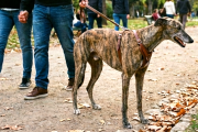 Galgos en Argentina: un símbolo de resiliencia y protección animal