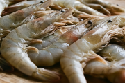 Transforman descartes de langostinos en proteína para balanceados