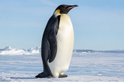 La UICN ha clasificado “en peligro” al pingüino emperador