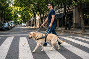 El rol de los perros guía: independencia, asistencia y bienestar en foco