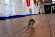 Hantavirus: una amenaza persistente que vuelve a encender alarmas en Argentina