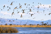 Aves migratorias: indicadores de la salud ambiental global