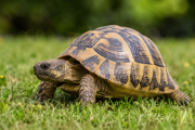Tortugas: anatomía, bienestar y desafíos en cautiverio