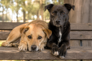 Día del Perro Sin Raza: salud, diversidad genética y vínculo humano-animal