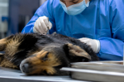 Peritaje veterinario forense: lanzan una capacitación pionera en el sur argentino