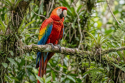 Día Mundial del Loro: el gran desafío veterinario detrás de las psitácidas