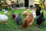 Senasa refuerza la vigilancia de influenza aviar en aves de traspatio