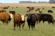 Tritricomonosis bovina: un hallazgo argentino abre nuevas perspectivas para su control