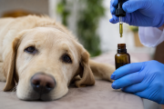 Cannabis medicinal: Mendoza crea el primer registro para pacientes veterinarios del país