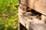 ¿Las colmenas modernas ponen en riesgo a las abejas?