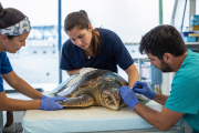 El papel clave de la medicina veterinaria en la protección marina