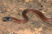 Revelan cómo se reproduce una enigmática culebra del nordeste argentino