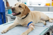 Donar sangre también salva vidas en veterinaria