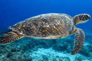 El desafío veterinario de salvar a las tortugas marinas en Argentina
