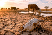 Más allá del clima: el papel veterinario frente a la desertificación