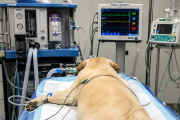 Hipotensión durante la anestesia: identifican factores de riesgo y medidas de protección en perros