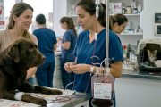 CABA crea un registro oficial de donantes de sangre para perros y gatos