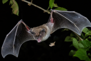 Nuevas pistas sobre la alimentación de los murciélagos insectívoros
