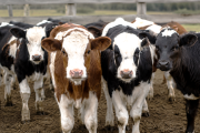 Avanzan en una vacuna bovina para reducir el riesgo de Síndrome Urémico Hemolítico