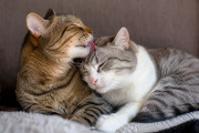 Acicalamiento mutuo en gatos: entre el vínculo social y la gestión del conflicto