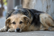 Que ningún perro tenga que vivir en la calle