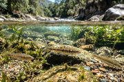 Descubren tres nuevas especies de peces de agua dulce en Argentina