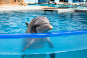 Delfines: cada vez más voces reclaman el fin del cautiverio