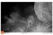 Un nuevo registro confirma la presencia del gato andino en el sur de Mendoza