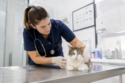 Nuevas evidencias sobre la toma de temperatura en gatos