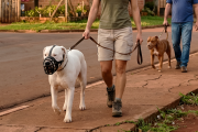 Misiones ya regula la tenencia de perros potencialmente peligrosos
