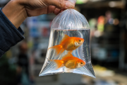 La Justicia reconoció como sujetos de derecho a dos peces ornamentales