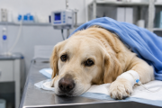 La sepsis en perros y gatos tiene una nueva definición