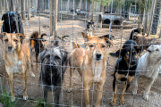 Presentan un proyecto de ley para regular criaderos, guarderías y refugios de animales de compañía