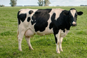 Nuevas reglas para el diagnóstico de brucelosis bovina