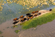 Alerta por El Niño en el Noreste: recomendaciones del Senasa para proteger al ganado ante posibles inundaciones