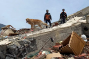 Perros de rescate: el exitoso trabajo de ACECC en Venezuela