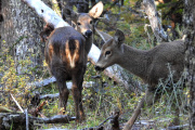 Huemul: una especie al borde de la extinción que busca recuperar su futuro
