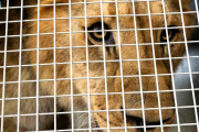 30 grandes felinos fueron trasladados del ex Zoo de Luján a santuarios