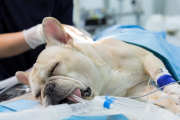 Cirugía de BOAS en perros: los factores que definen el pronóstico