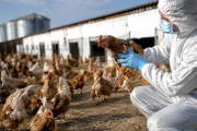 Bioseguridad: la primera barrera frente a la influenza aviar